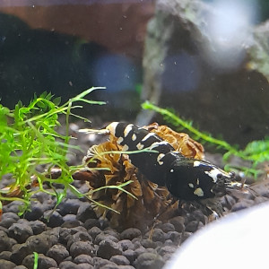 Caridina Fancy Tiger Black