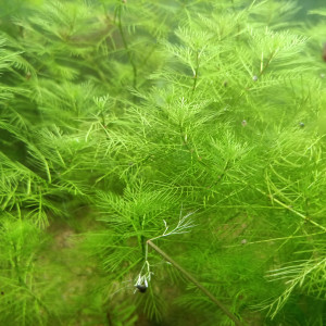 Myriophyllum mattogrossense