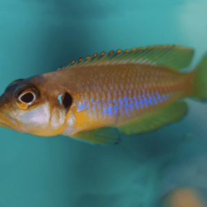 Lamprologus ocellatus gold