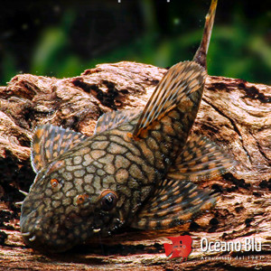 Ancistrus sp. Rio Tocantins