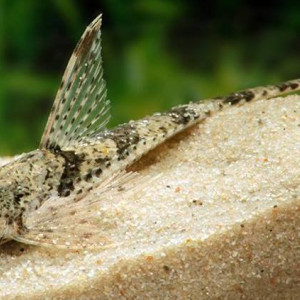 Hemiloricaria sp. Colombie