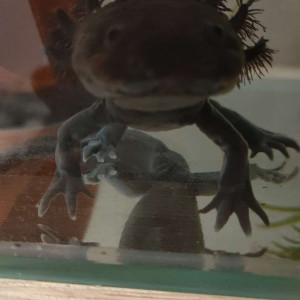 Axolotls adultes a donner contre bon soins