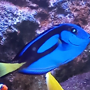 paracanthurus hepatus