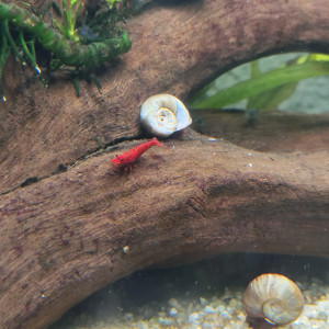 Crevettes neocaridina red Cherry