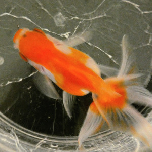 Oranda femelle blanc et rouge 10cm