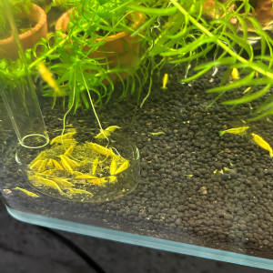 Neocaridina yellow neon