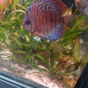 2 DISCUS  TURQUOISE