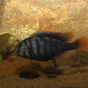 Neochromis rufocaudalis