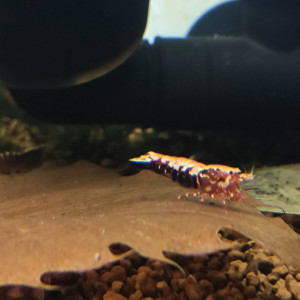 Caridina Galaxy red fishbone issu de boa