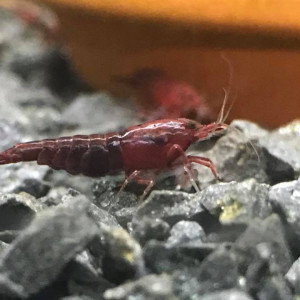 Crevettes shoko / chocolat sélectionnées