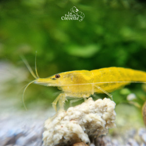 Neocaridina Var. Yellow