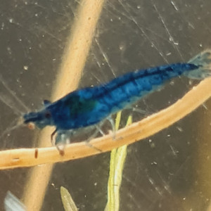 Crevettes blue dream / blue velvet