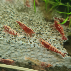 Crevettes galaxy red fishbone