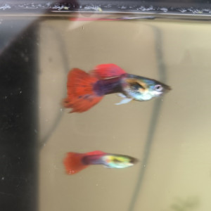 Guppys mâles