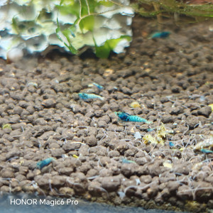 caridina  crazy blue  belle souche