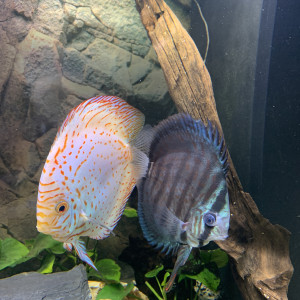 couple de discus