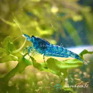 Crevettes Blue Velvet