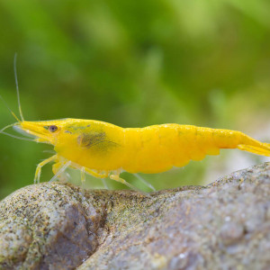 Crevettes Yellow Fire