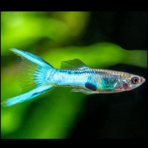 Guppy Blue Japan