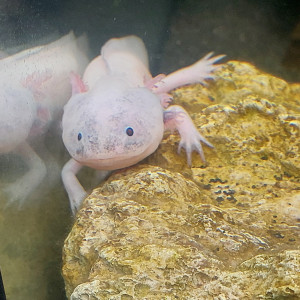 Axolotl