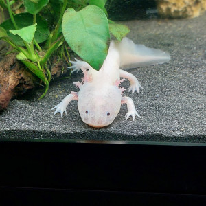 Axolotl