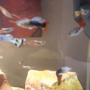 Guppys endler coloris variés