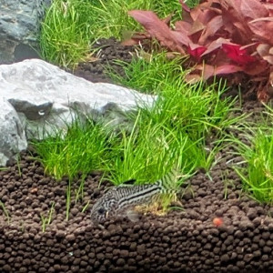 Corydoras leopard