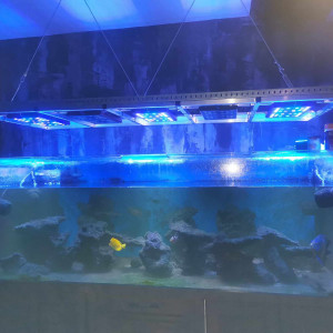 AQUARIUM COMPLET 1200L + poissons