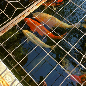 Vente Carpes Koi