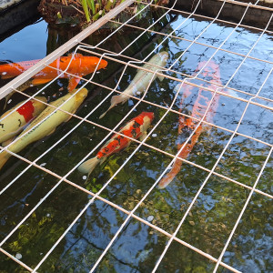 Vente Carpes Koi