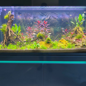 Ensemble Aquarium (cuve neuve)