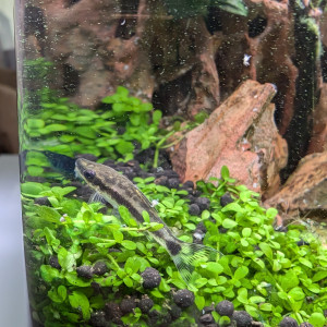 Otocinclus hoppei