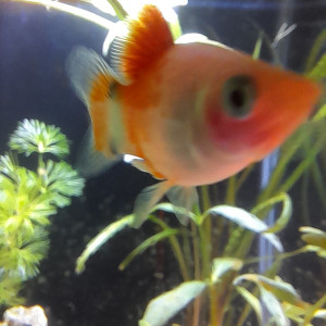 Don de 4 poissons platy