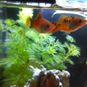 Don de 4 poissons platy