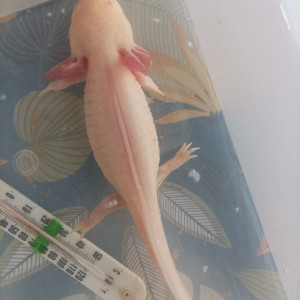 Axolotl femelle gold