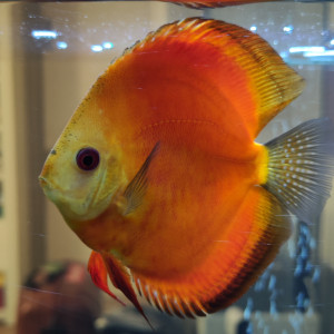 Discus