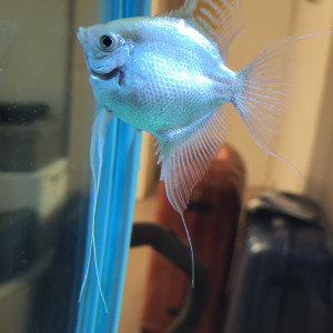 Discus 15cm