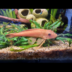 Pleco albinos, ancistrus et corydoras