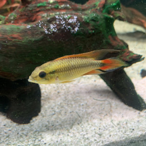 A vendre Apistogramma Agassizii red gold