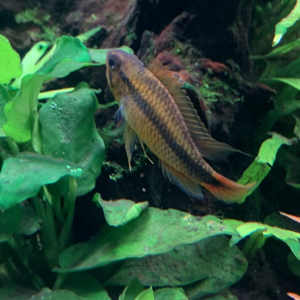 A vendre Apistogramma Agassizii red gold