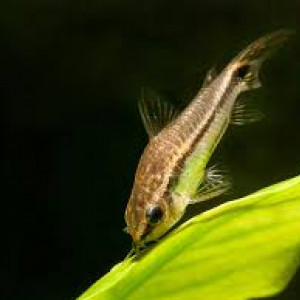 [RECHERCHE] Corydoras pygmaeus