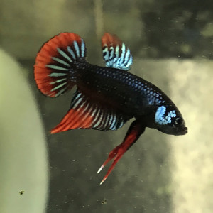 Betta imbellis