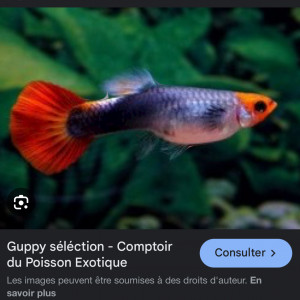 Vente guppy différente coloris