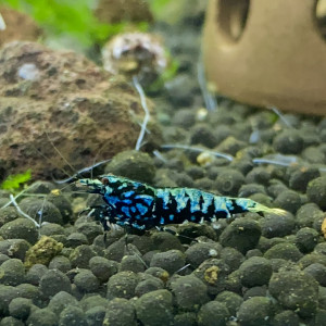 Caridina cantonensis « tangtai galaxy fishbone blue »