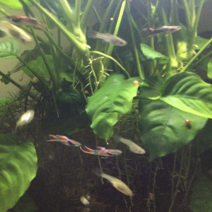 Guppys nés dans mon aquarium