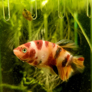 Betta plakat candy