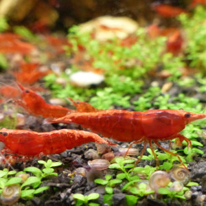 Crevettes neocaridina davidi red sakura