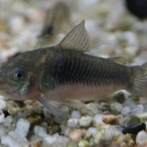 Don de 4 poissons corydoras