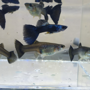 Couple Guppy Moscow Blue