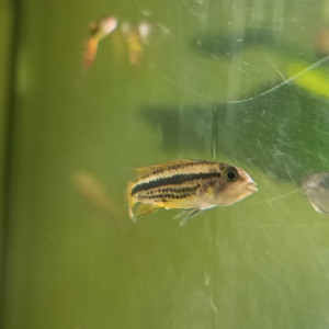 Jeune couple apistogramma double red